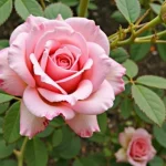 Maria Got $2,000 Direct Deposit This Morning – Are You Next?