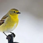 Psychologist reveals why pursuing meaning instead of happiness transforms your entire life