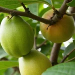 Scientists Watch Africa Splitting Apart in Real Time—This Desert Crack Could Birth a New Ocean