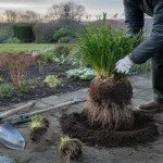 The January perennial division trick most gardeners never learn costs them free plants