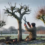 These 3 fruit trees must be pruned by January 31st or your harvest will suffer dramatically
