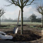 These 3 fruit trees planted now will outlive your mortgage — and feed your family for decades