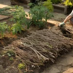 This forgotten mulching technique keeps gardens green without watering for weeks