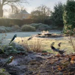 This Secret Makes Birdfriendly Gardens Irresistible to Winter Morning Visitors