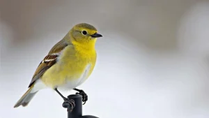 This small green fruit just became Europe’s first officially approved solution for constipation