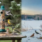 Why Norwegian Bird Feeding Habits Could Change How You Think About Helping Wildlife
