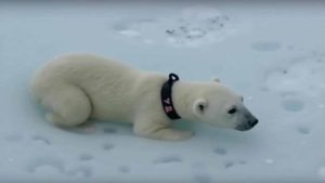 Young Polar Bear’s 400-Mile Ocean Journey Leaves Scientists Questioning Everything They Know