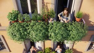 This fragrant mosquito-repelling plant is taking over balconies but hiding a dangerous secret